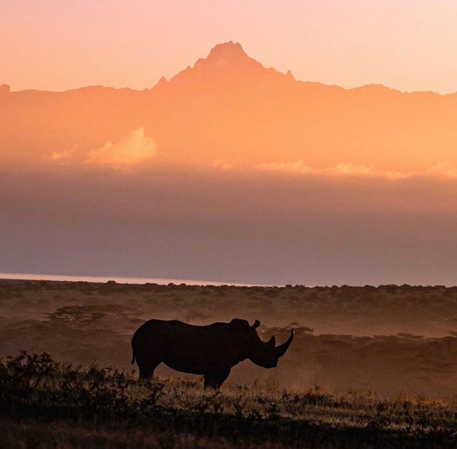 Silhouette of rhino at sunset