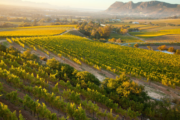 klein constantia top cape sauvignon blanc estates sa