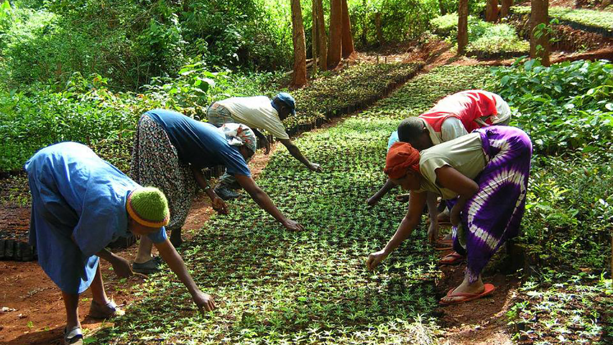 The Green Belt Movement - Tree Planting