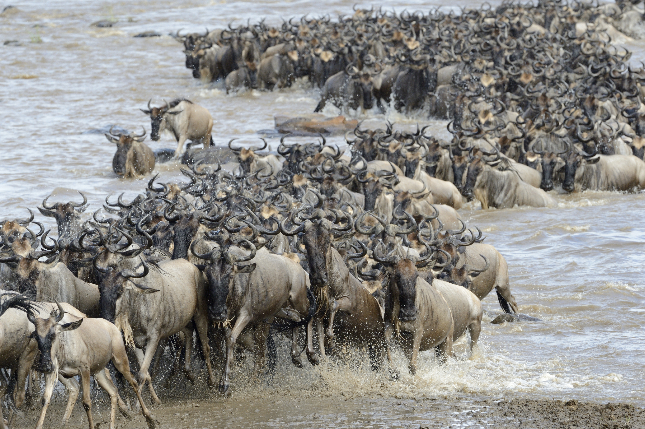 Wildebeest Migration