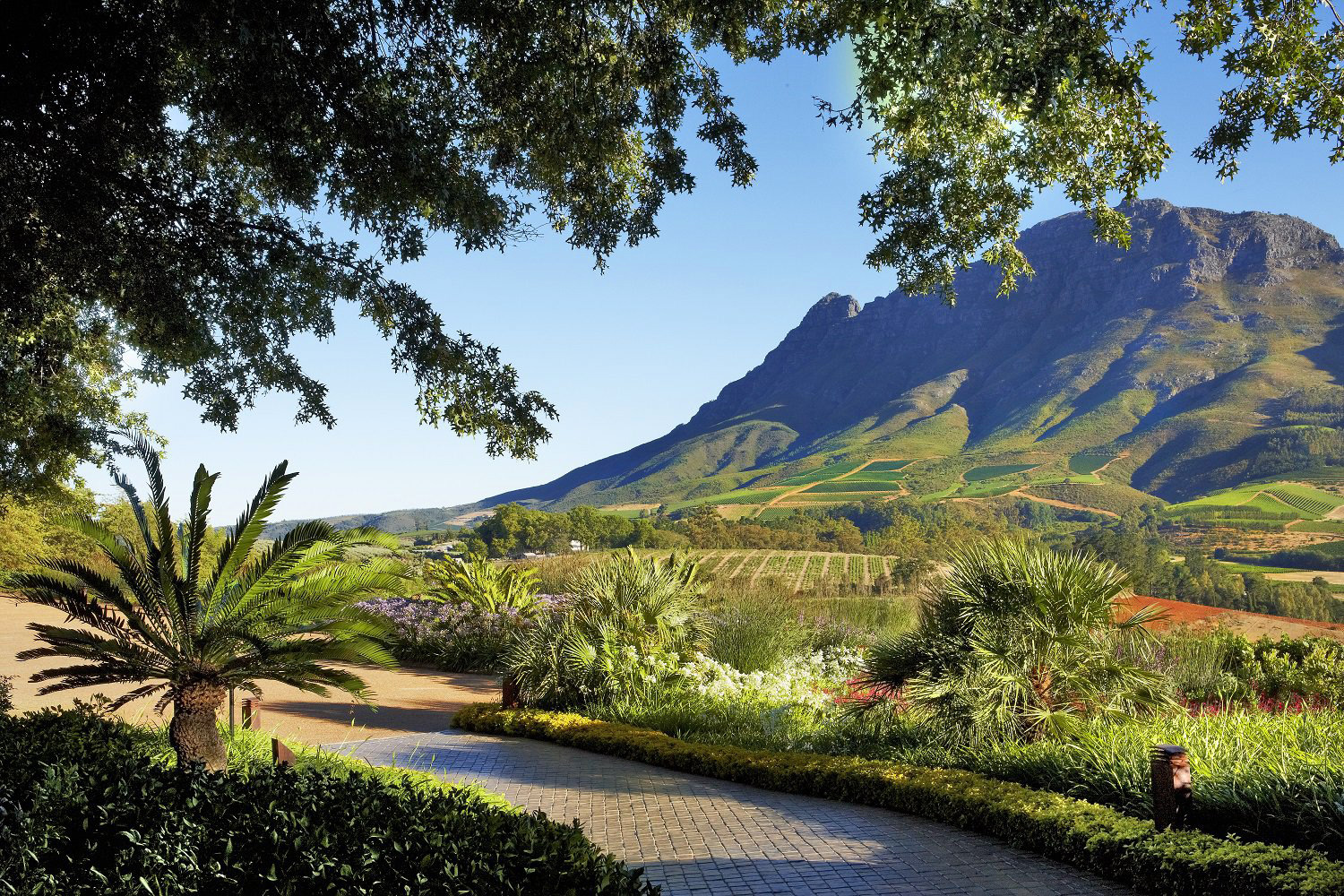 Wine Estates in Cape Winelands, Stellenbosch