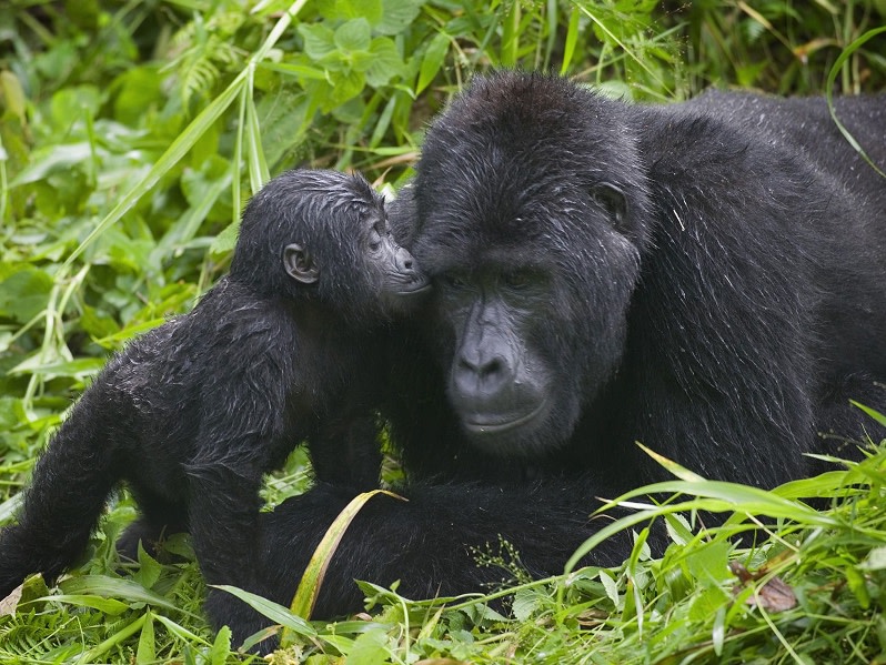RA Gorillas Uganda Bwindi AfricaWildExp