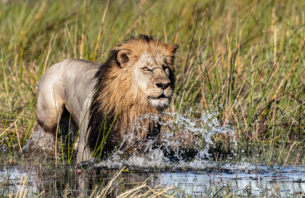 Lion in Chobe National Park