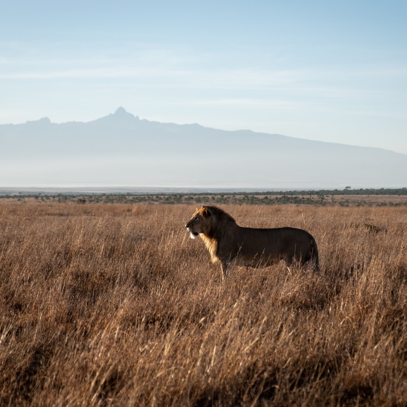 Segera Retreat Wildlife&Safari Lion and MountKenya LaikipiaCounty Kenya Willi Burradjpg-min