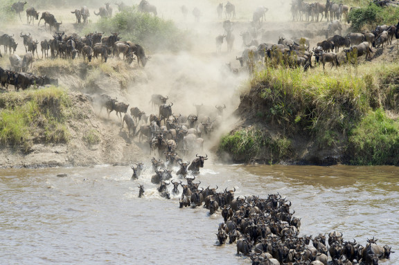 Great migration Wildebeest crossing Mara River Kenya