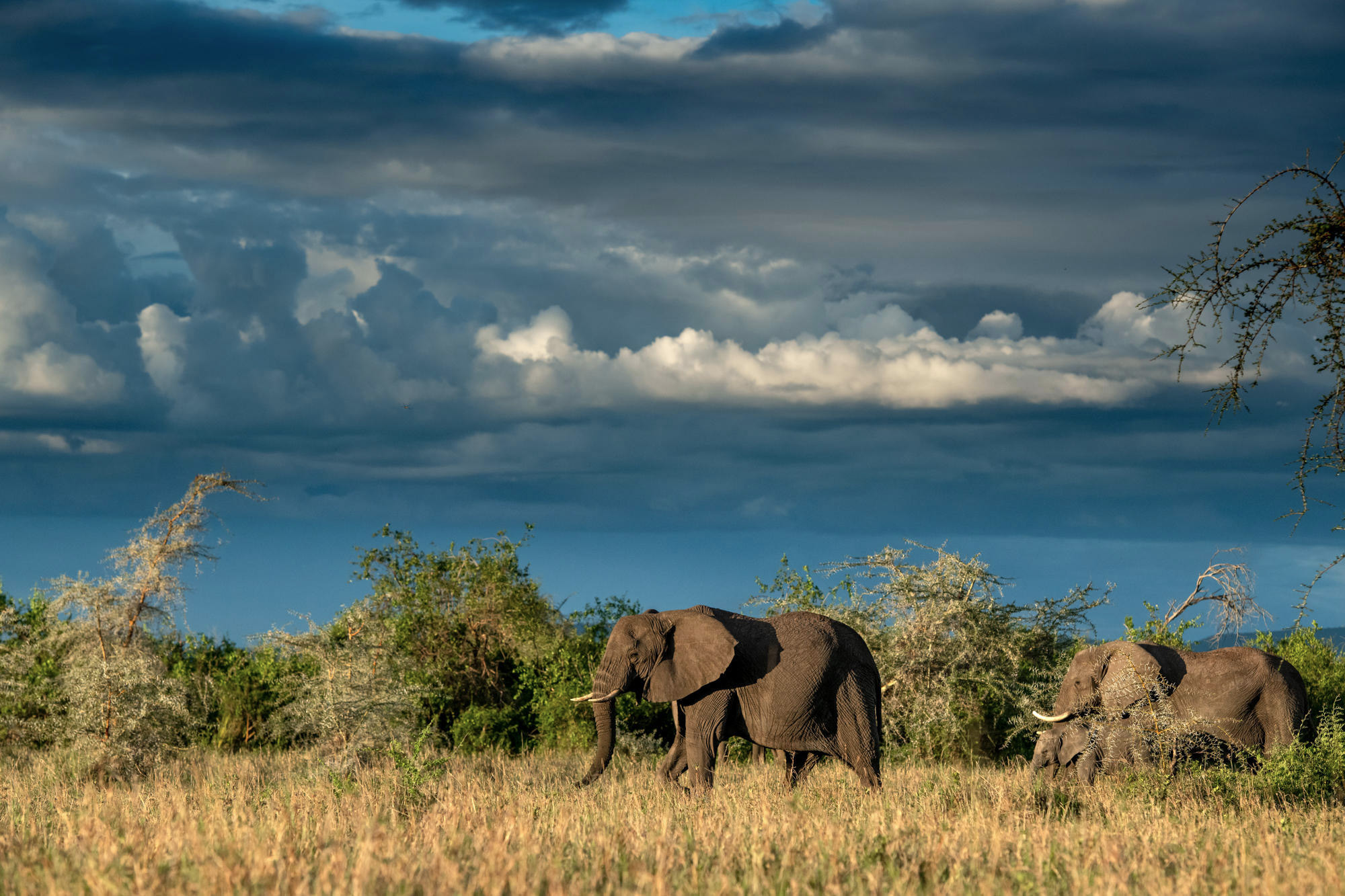 Elephants in Serengeti