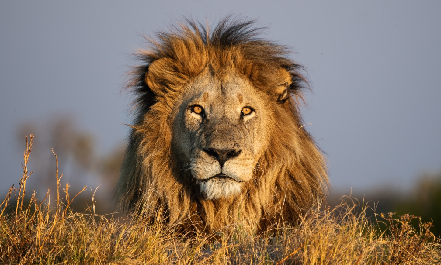 RA Wildlife Lion South Africa RockyDraper