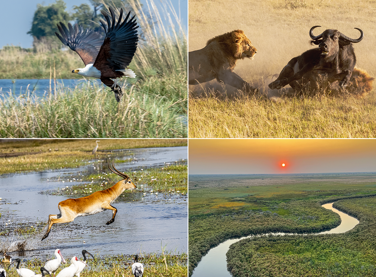 Images from the Greatest Safari on Earth trip with ROAR AFRICA