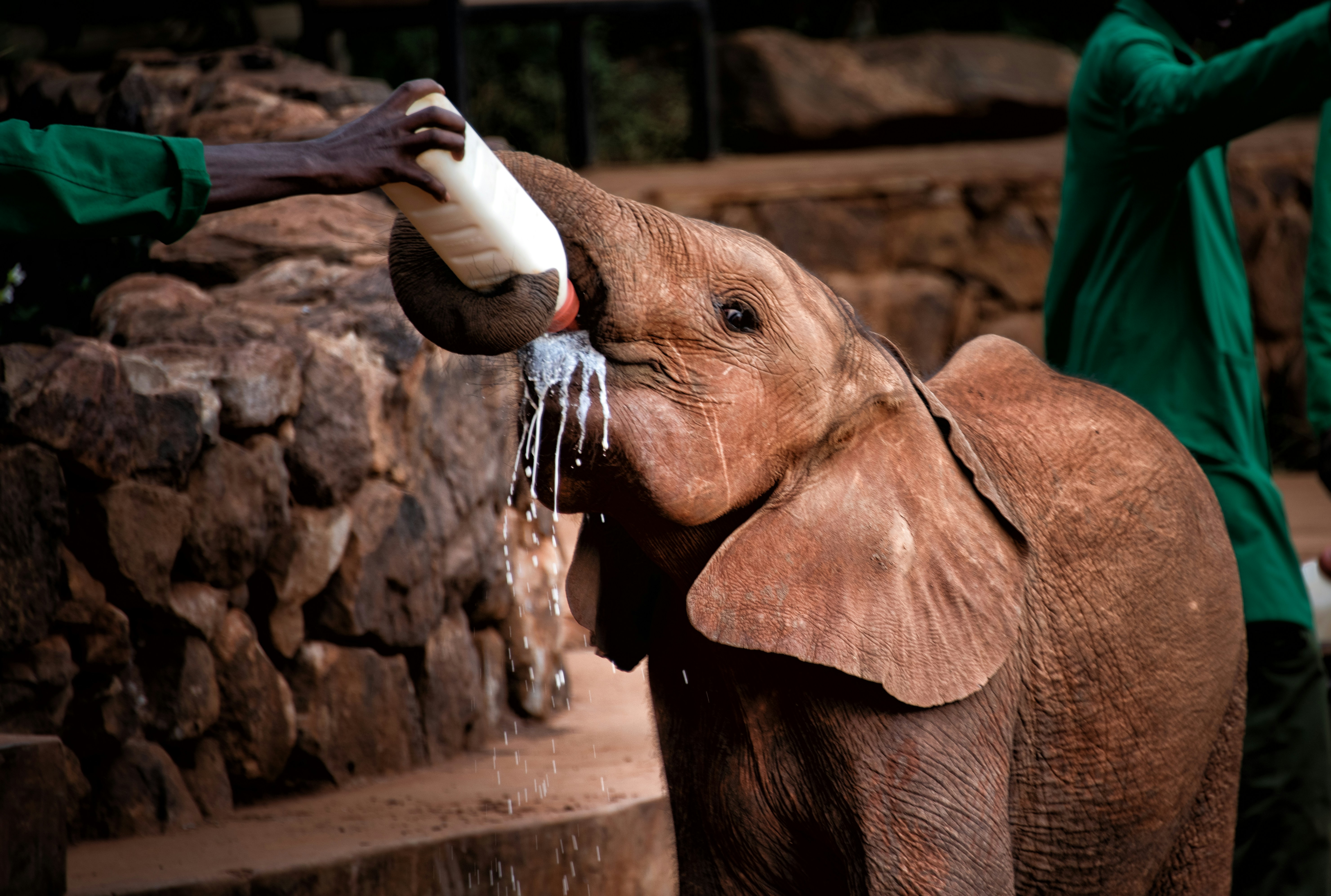 Baby elephant being fed milk