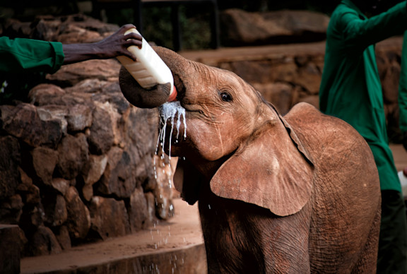 Baby elephant being fed milk
