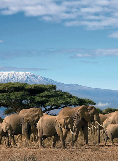 Elephants Walking in Group on Game Safari in Tanzania with Mountain in Background - ROAR AFRICA