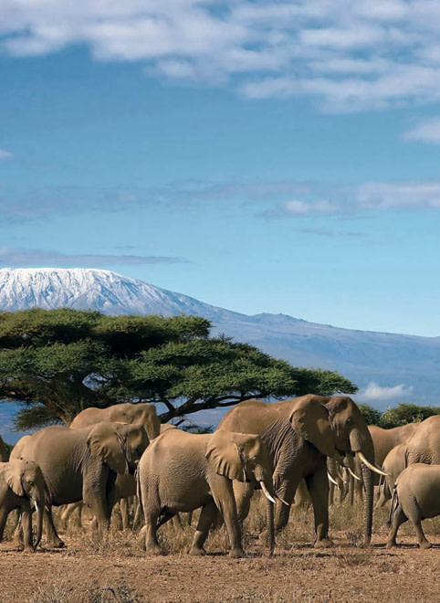 Elephants Walking in Group on Game Safari in Tanzania with Mountain in Background - ROAR AFRICA