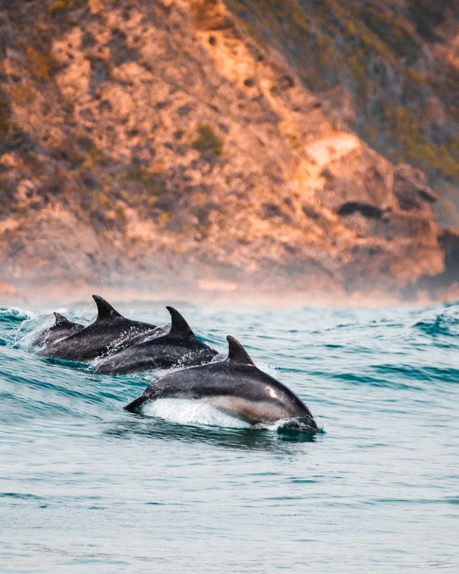 4 Dolphins in Row Swimming Over Wave on Surface of Water - ROAR AFRICA