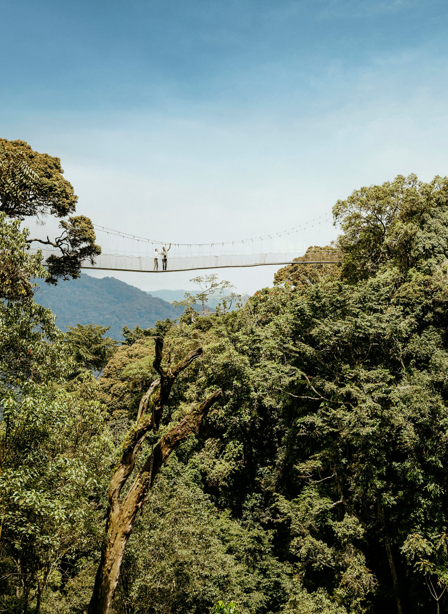 Canopy Bridge in Rwanda - Excurion on Luxury Safari - ROAR AFRICA