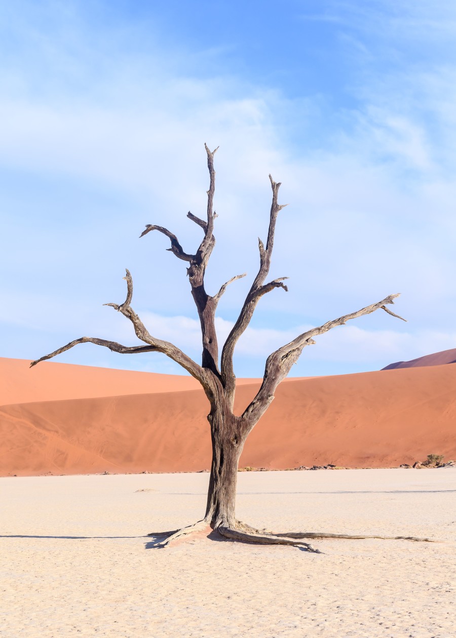 Tree with no Leaves Standing Alone in Open Desert - ROAR AFRICA