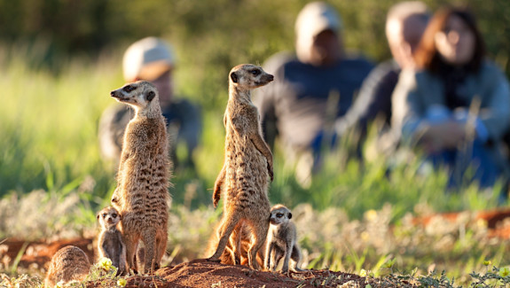 Tswalu Kalahari meerkats