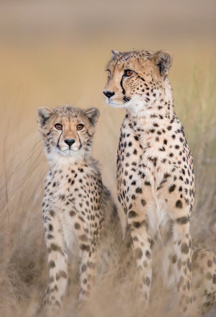 Adult and Baby Cheetah Sitting in Tall Grass on South African Safari in Zambia