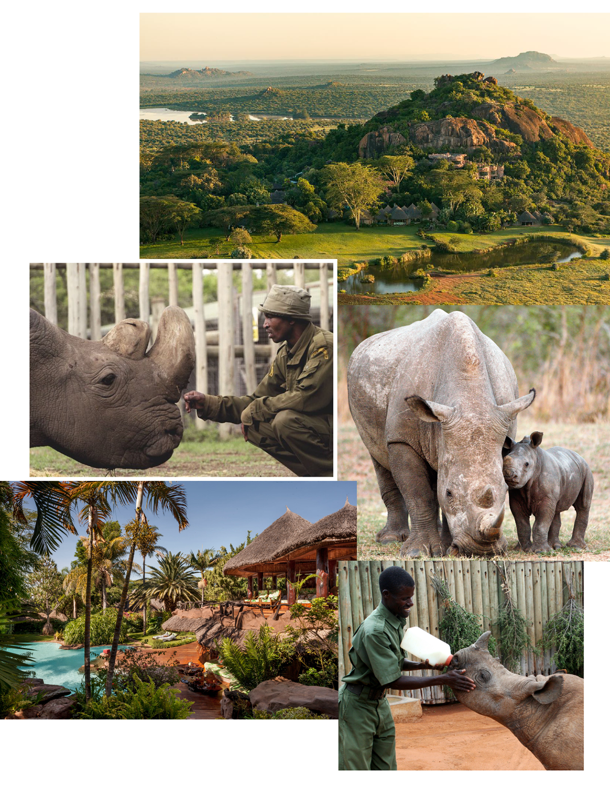 Rhino collage 3