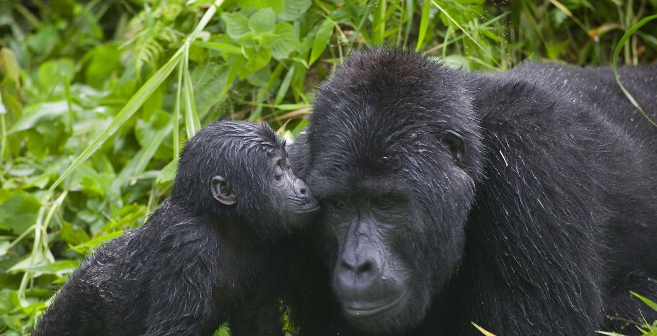 Mother and Baby Gorilla on Gorilla Trekking Safari in Rawanda - ROAR AFRICA