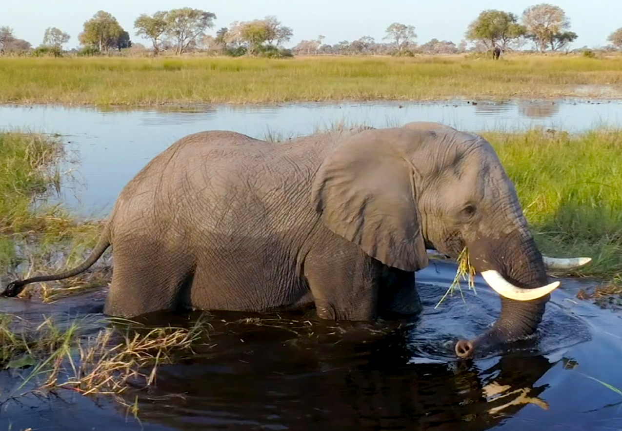 Elephant in the Delta