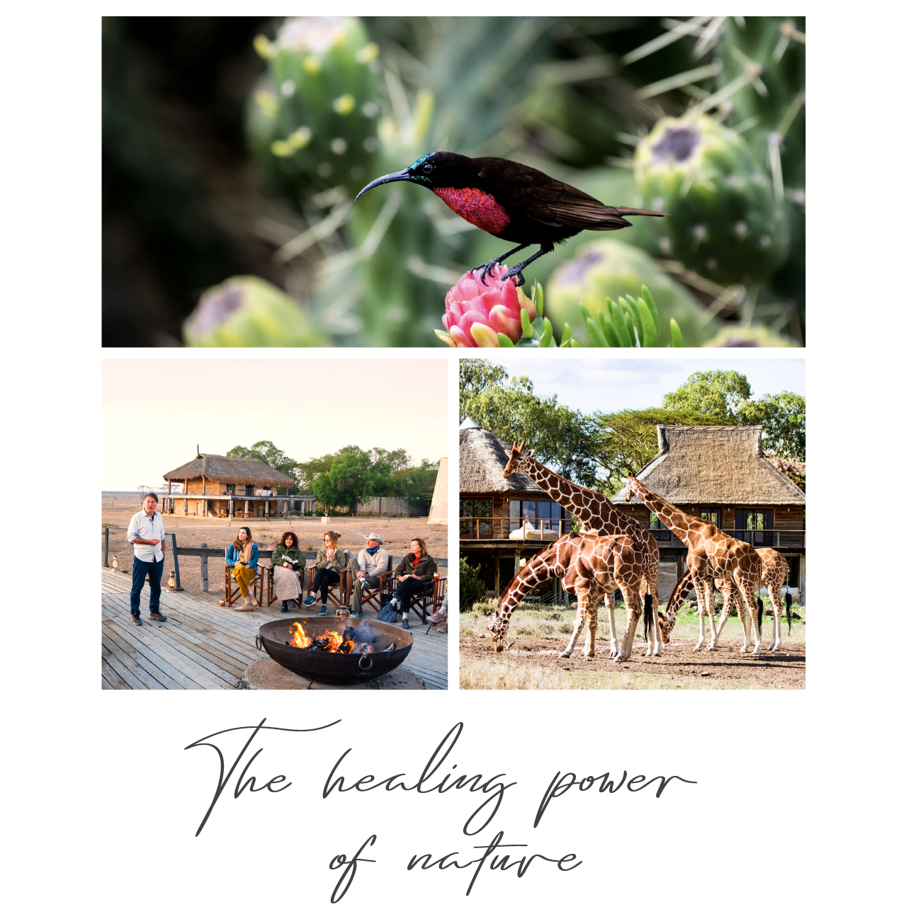 The healing power of nature