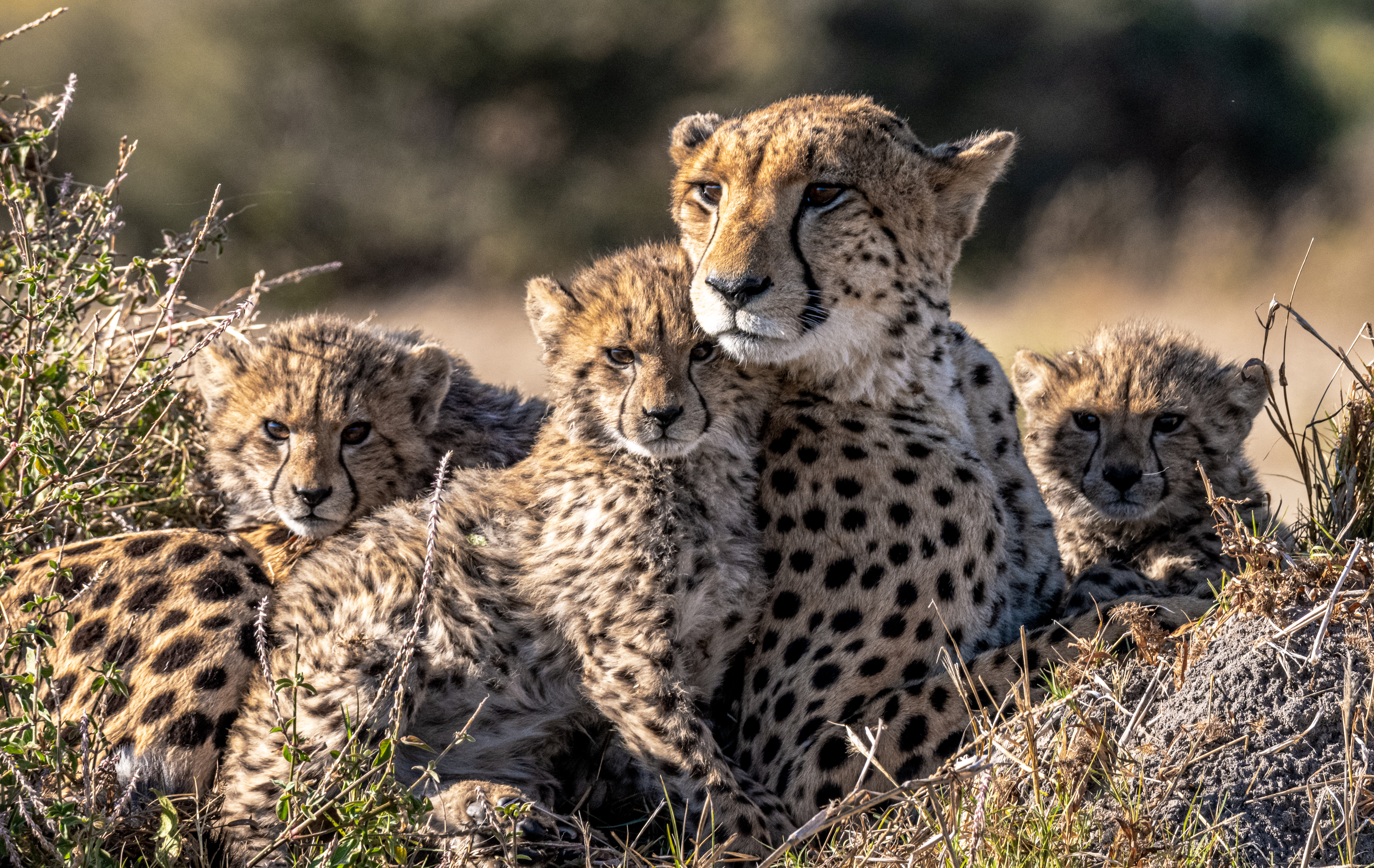 Cheetah With Cubs Spotted in Game Reserve on Family Safari