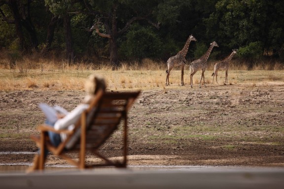 Traveler Relaxing and Reading in Chair while Watching Giraffes on Luxury Safari in Zambia