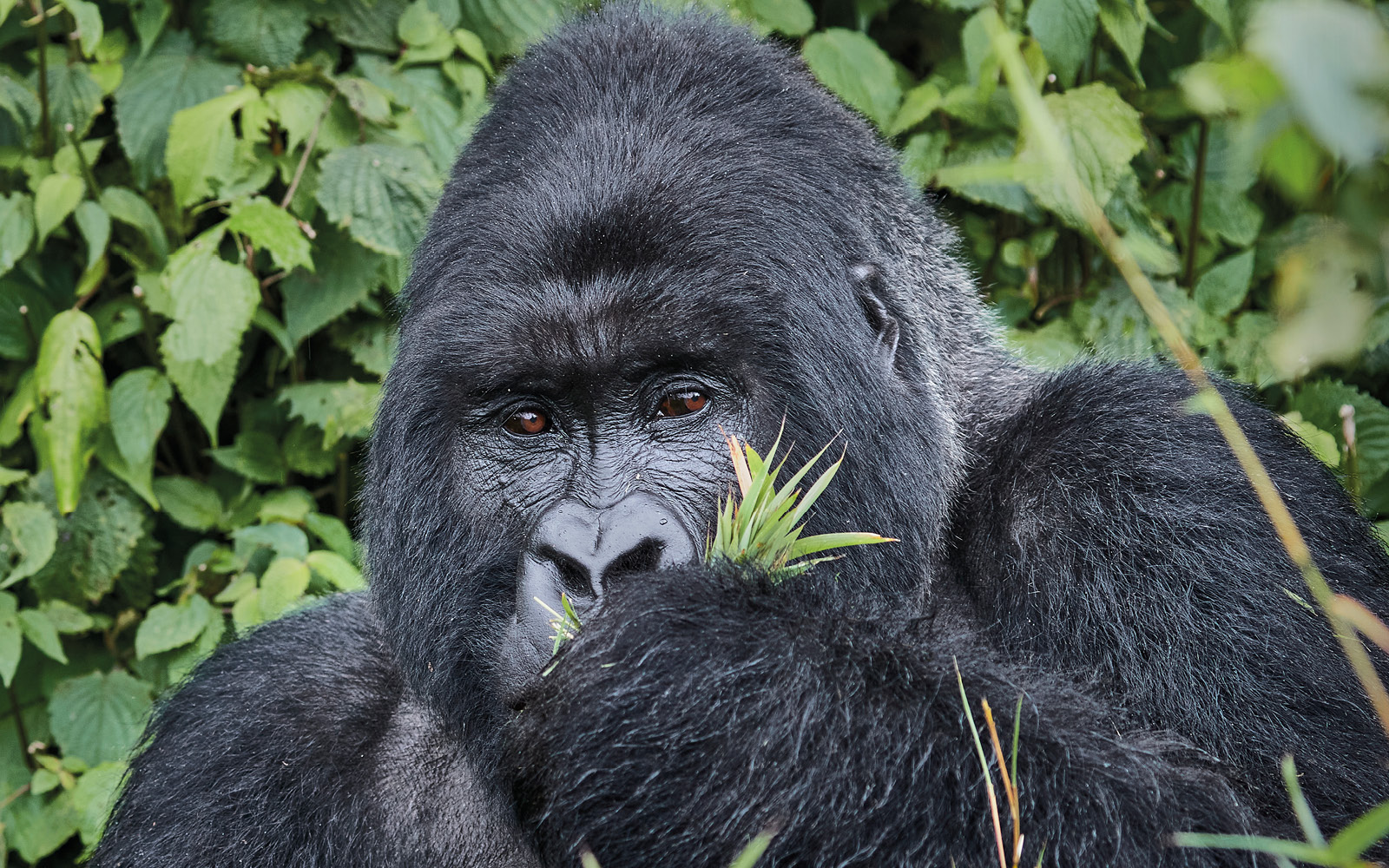 Unforgettable gorilla encounters in Rwanda’s rainforests Feature Image