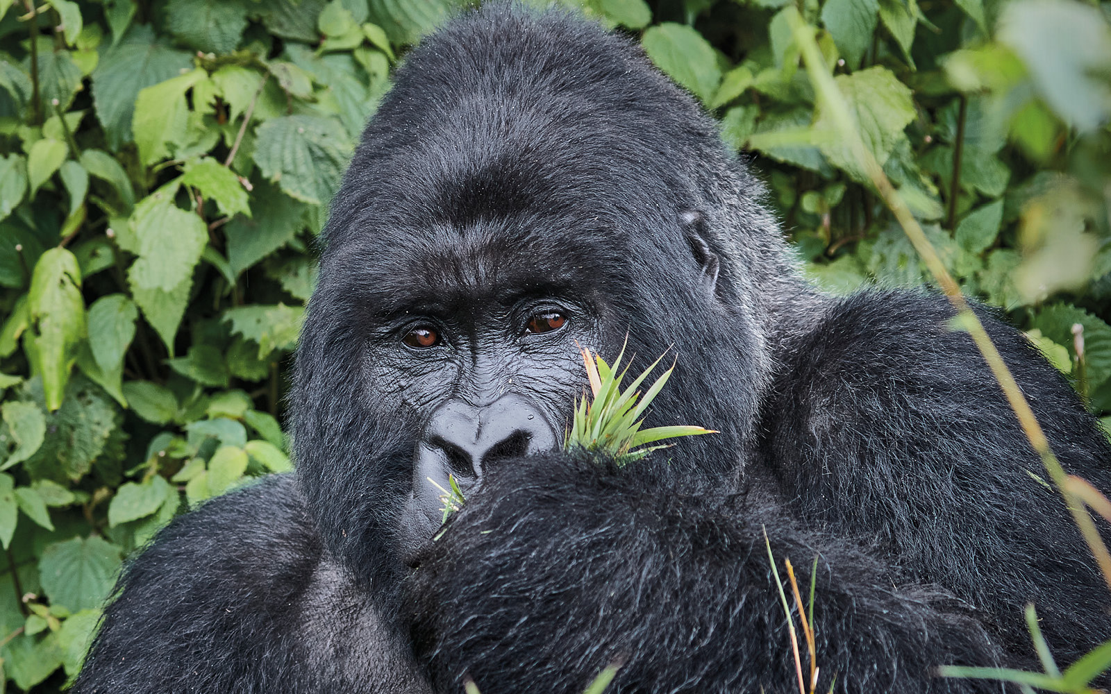 Unforgettable gorilla encounters in Rwanda’s rainforests Feature Image
