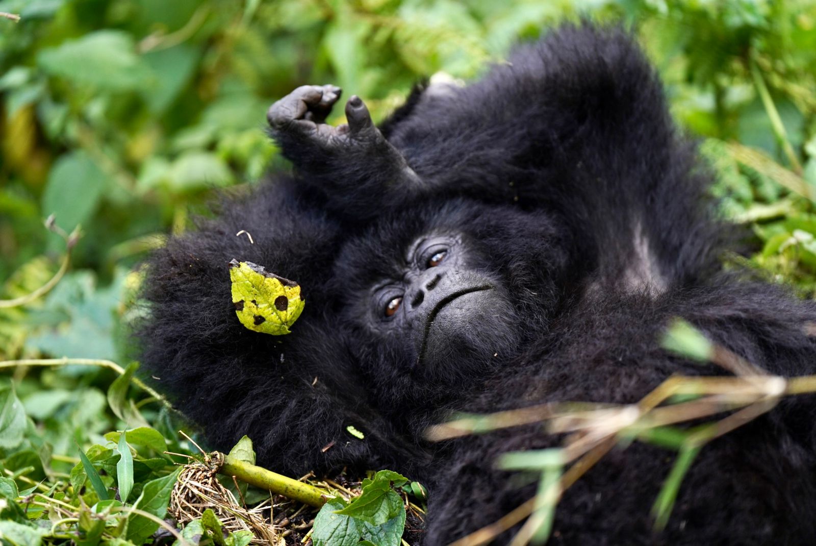 Gorillas in Africa