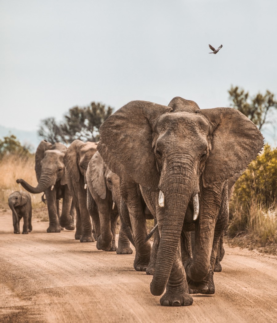 Family of Elephants Walking down Dirt Road on Animal Safari in Zambia