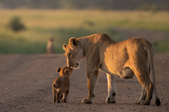 Lion - Angama Mara