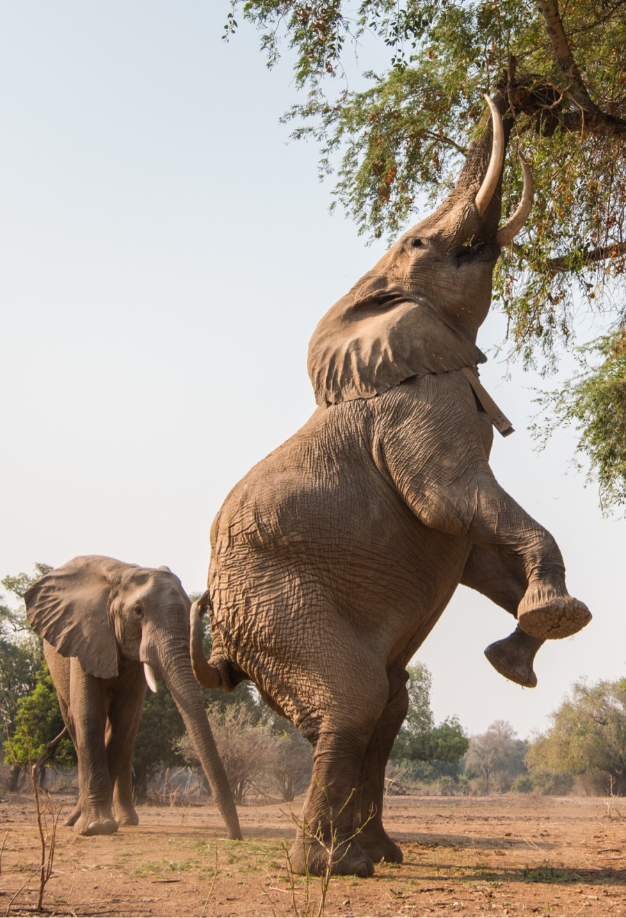Elephant on Back Legs Reaching for Tree with Trunk as Another Elephant Approaches