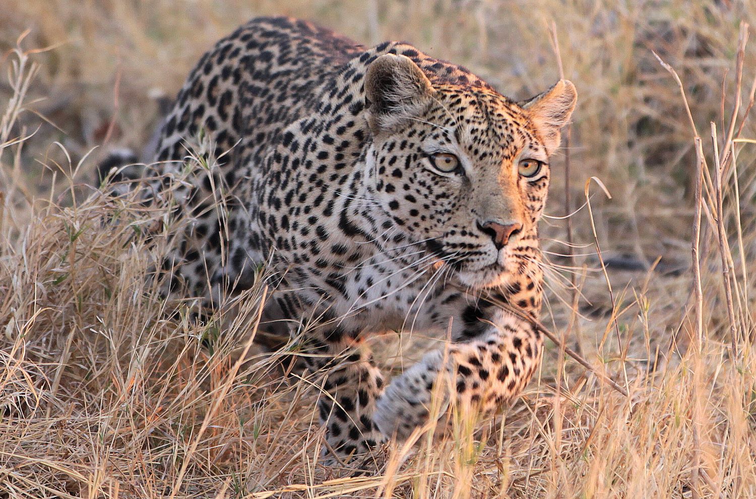 RA Leopard Steven Lake 