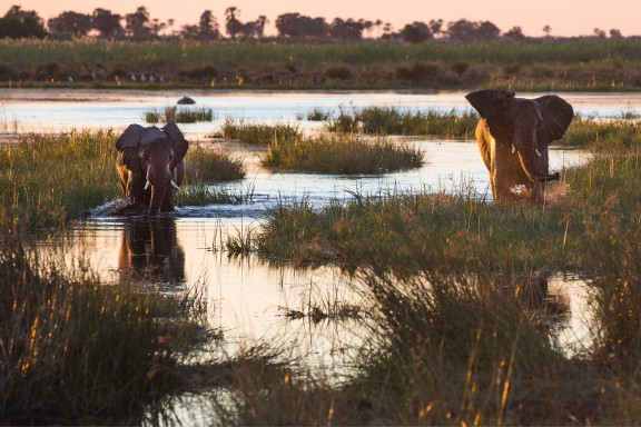 Elephants Wading Through Wetland Marsh on Safari in Botswana - ROAR AFRICA