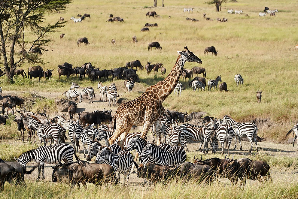 Giraffe and zebra in the Serengeti