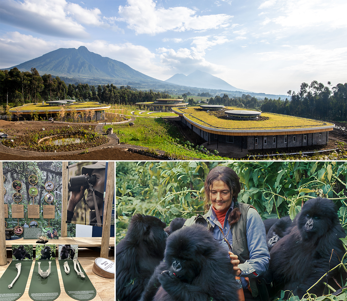 Dian Fossey Gorilla Center