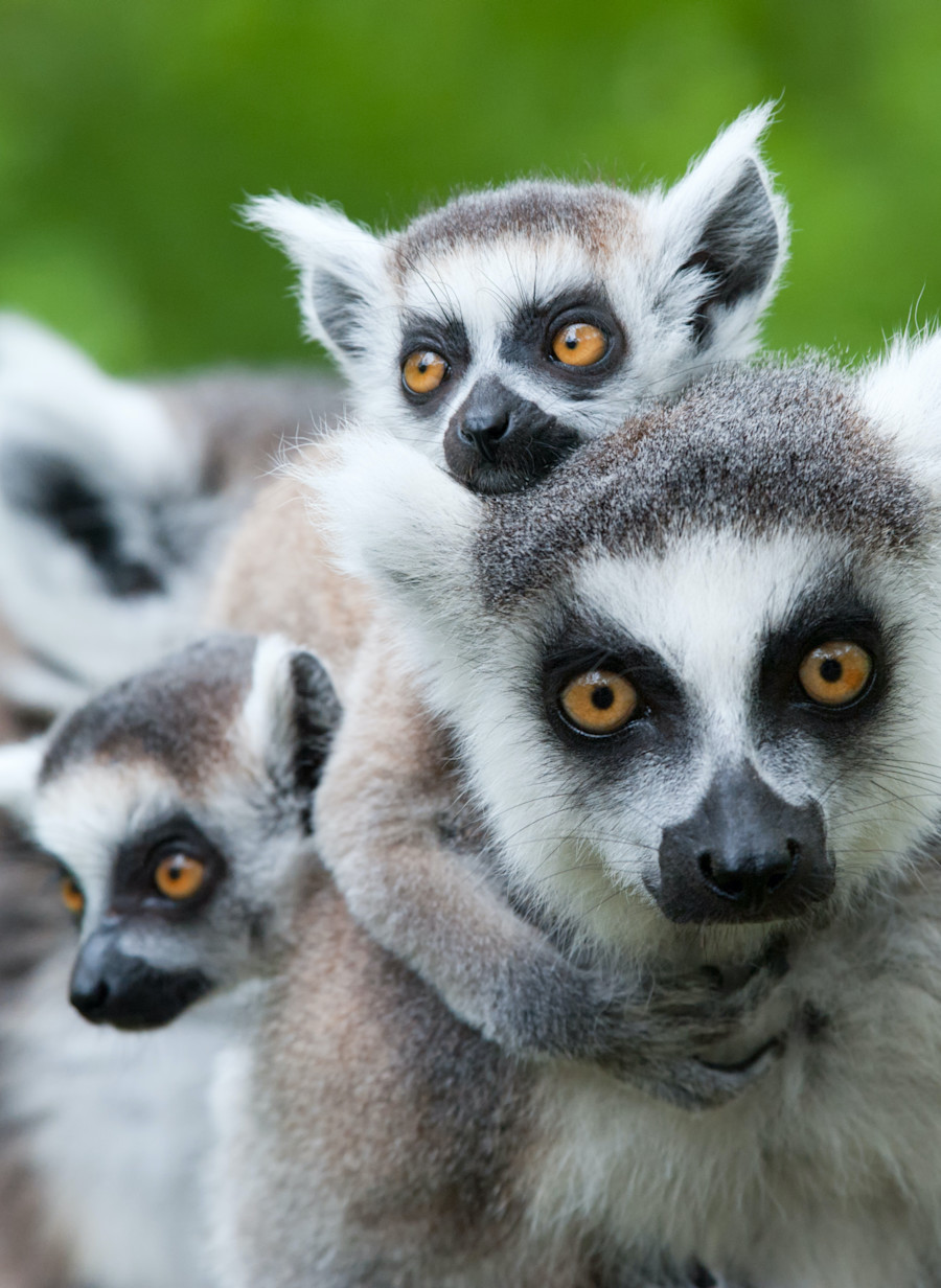 ROAR Luxury Destinations Madagascar4 resized