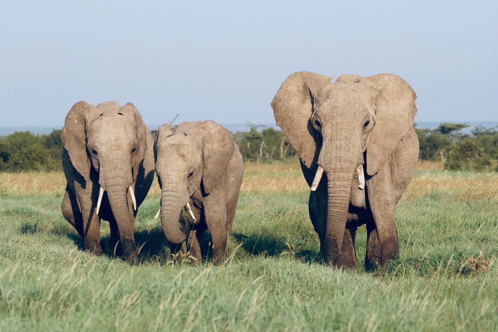 ReturnToTheWild 2024 Segera LaikipiaCounty Kenya-38 (1)