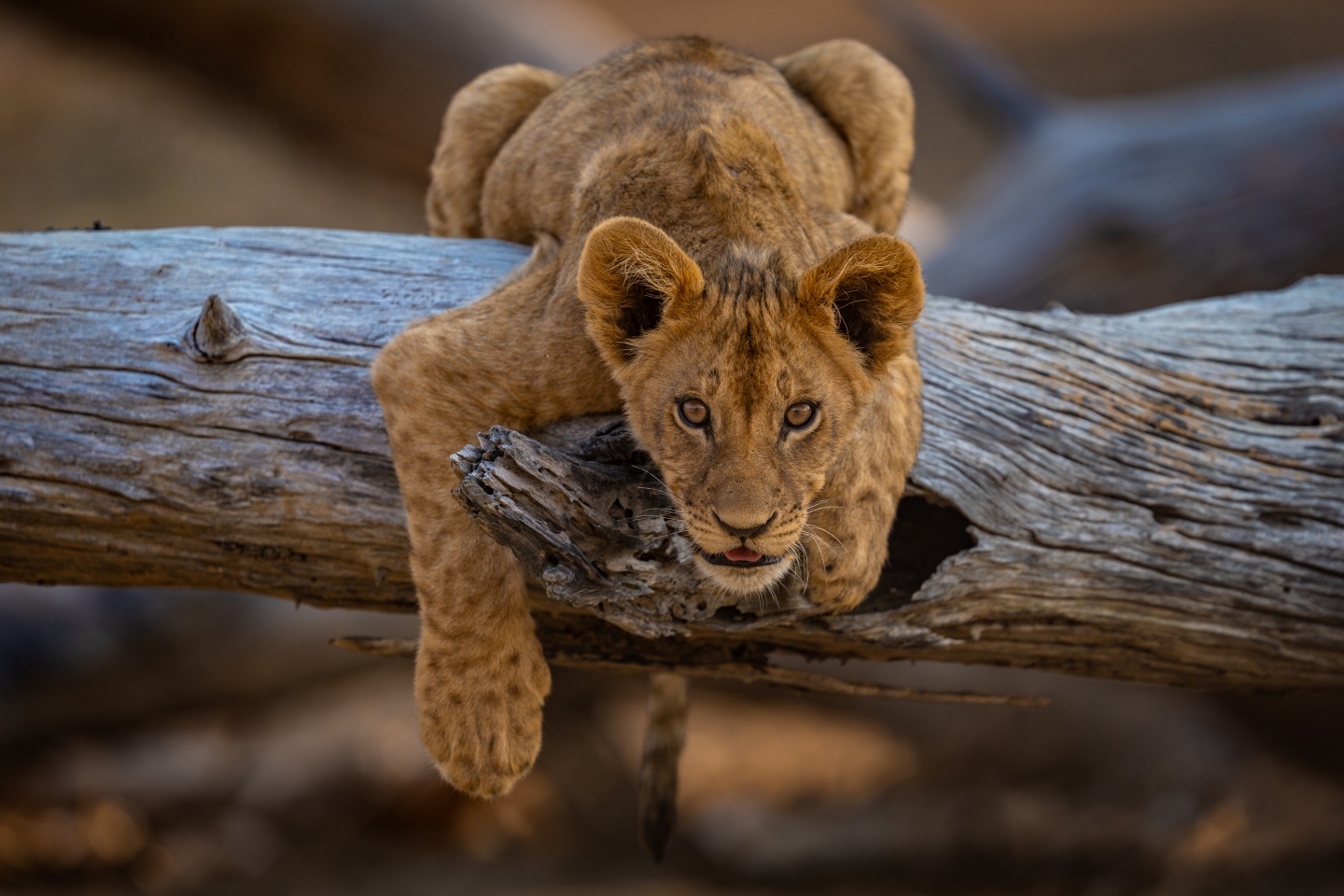 RA Zimbabwe Wildlife Lion Cub TommyJoyce