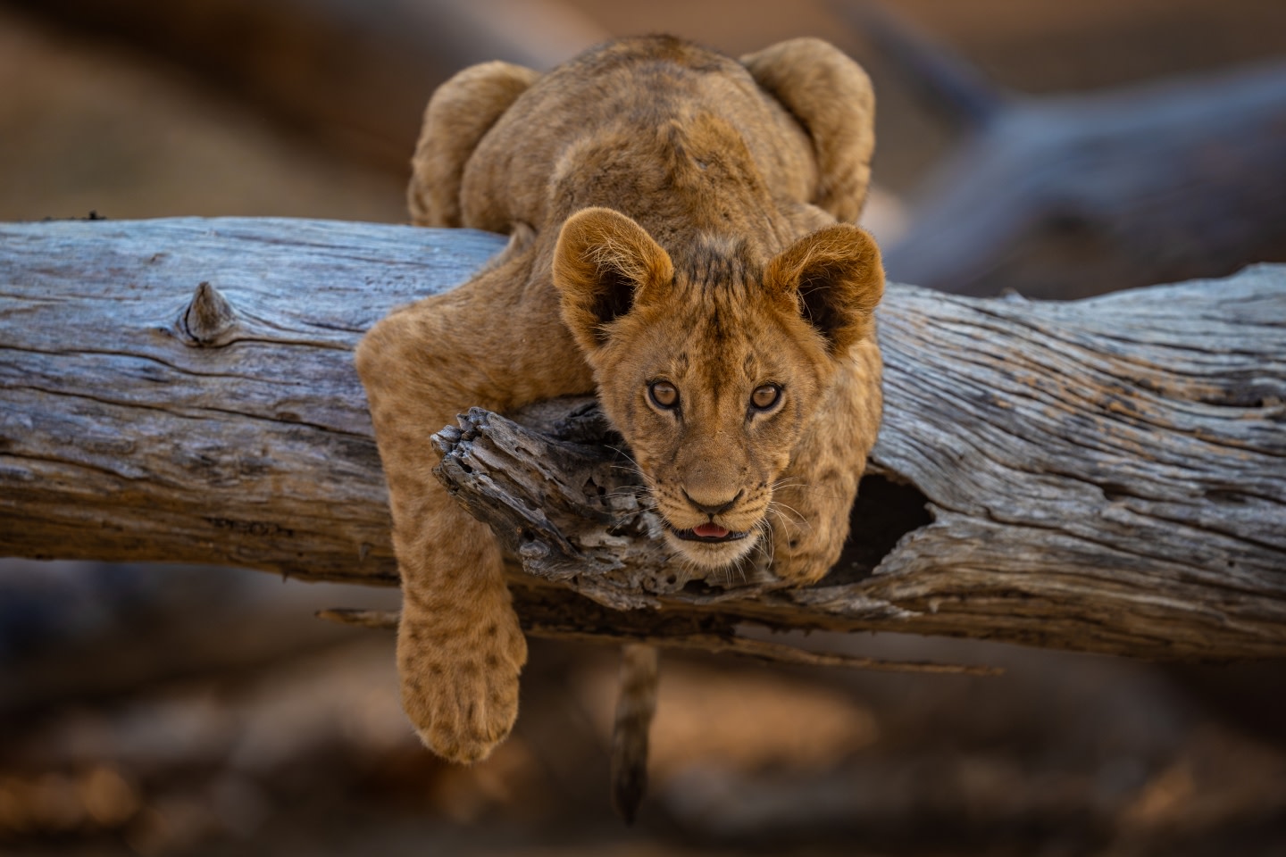 RA Zimbabwe Wildlife Lion Cub TommyJoyce