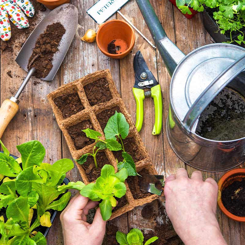 Puupöydällä harmaa kastelukannu, lapio, oksasakset ja vihreät taimet multaruukuissa.