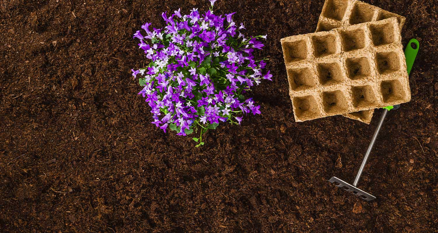 Tumma multa, vasemmalla violetteja ja valkoisia kukkia, oikealla siemenruukut ja vihreä harava.