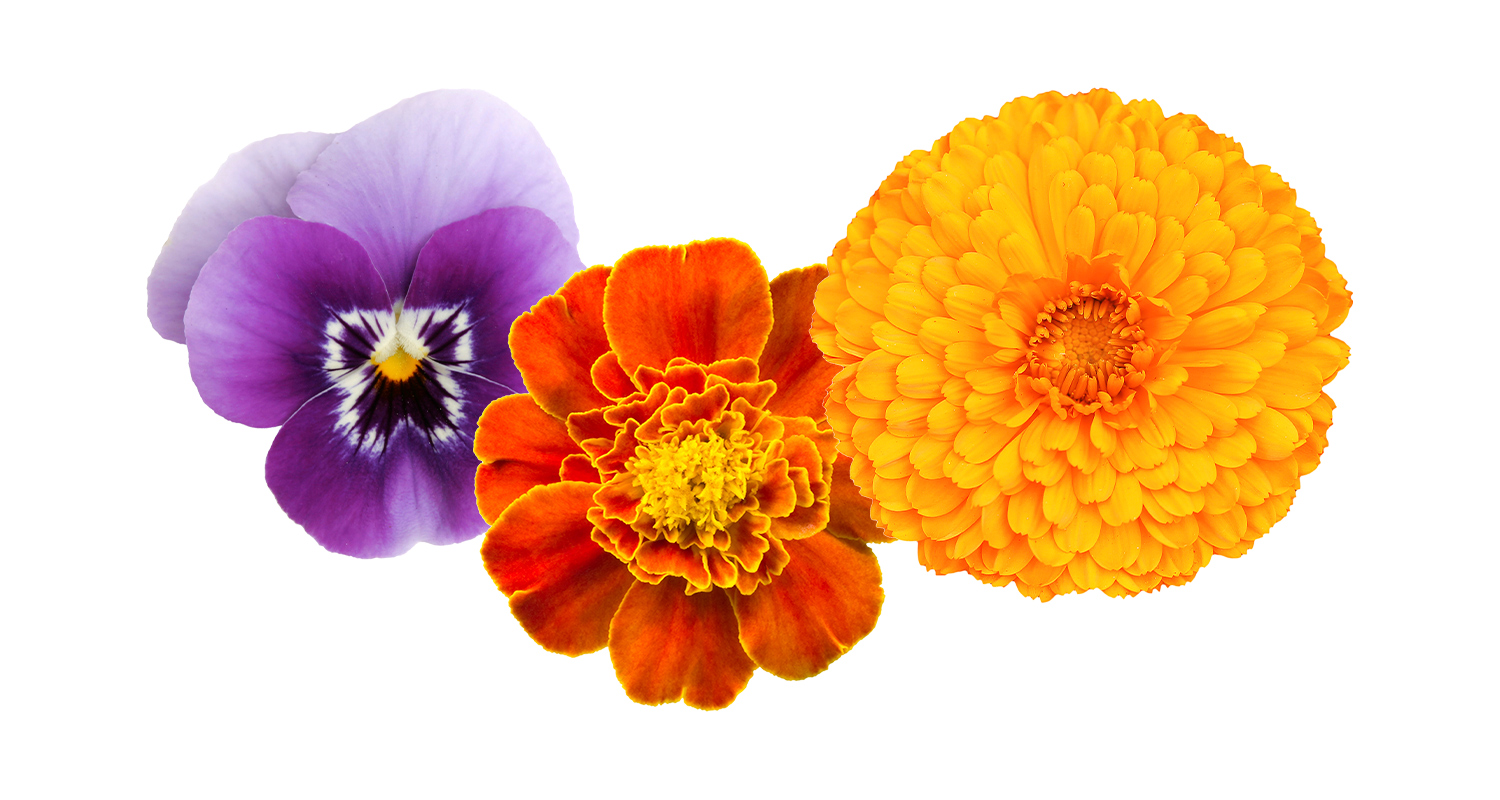 Kuvassa kolme syötäväksi kelpaavaa kukkaa. Katso vinkit kukkien kasvatukseen.