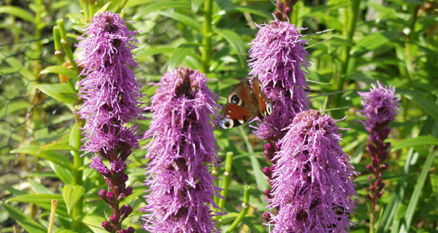 Punatähkä ja perhonen