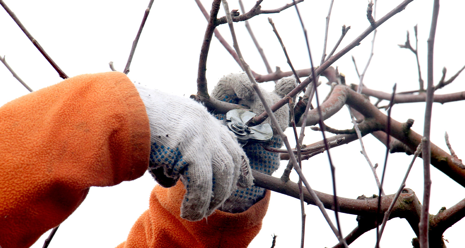 Omenapuun leikkaus keväällä.