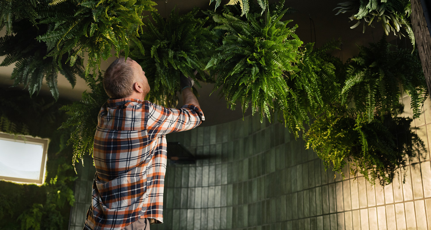 Mies ruudullisessa paidassa hoitaa katossa roikkuvia saniaisia tummanvihreän laattaseinän edessä