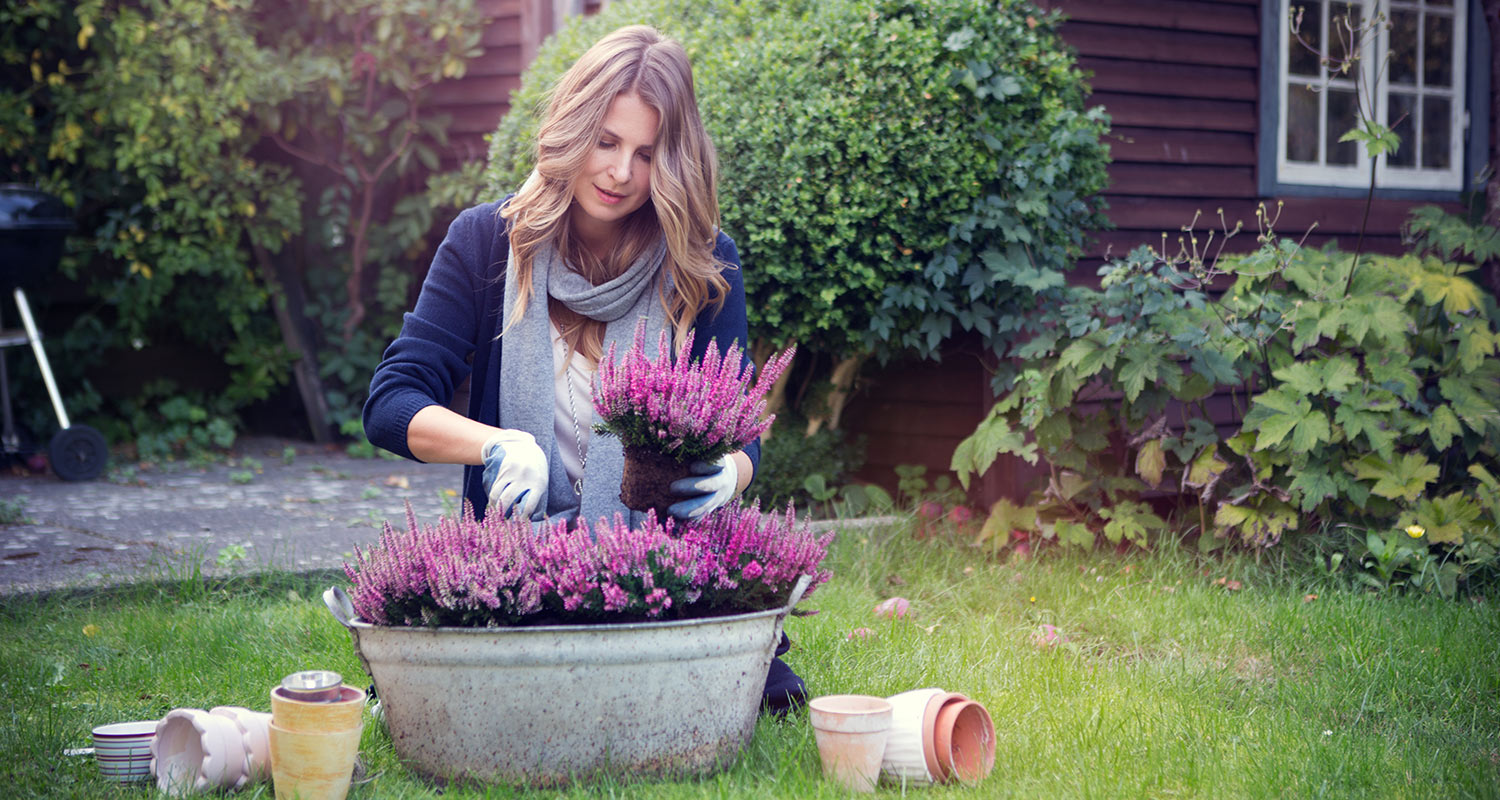 Henkilö istuttaa violettisävyisiä kanervia sinkkimaljaan nurmikkopihalla puutalon edessä.