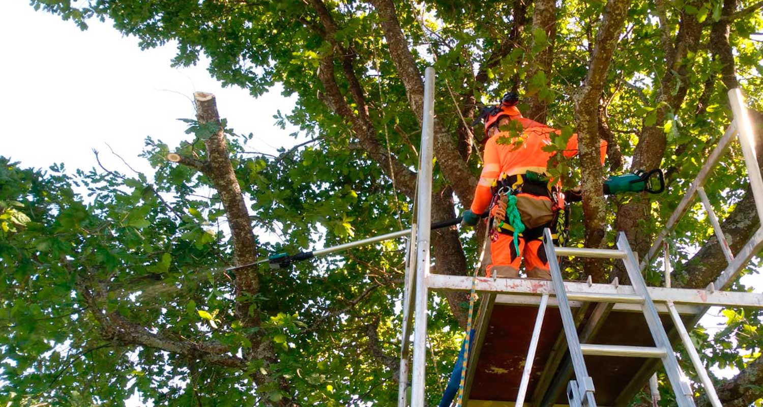 Ammattilaisen tuotetestissä Makitan akkuketjusaha, kuvassa käynnissä tammen hoitoleikkaus sahaa hyödyntäen.
