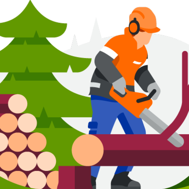 Oranssiin suojavarusteisiin pukeutunut metsuri sahaa tukkia vihreän kuusen edessä.